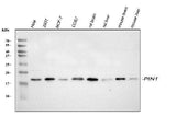 Anti-Pin1 Antibody Picoband® Boster Bio