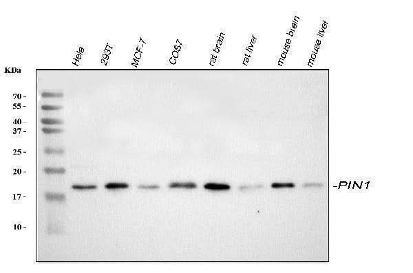 Anti-Pin1 Antibody Picoband® Boster Bio