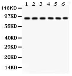 Anti-Oct-1/POU2F1 Antibody Picoband® Boster Bio