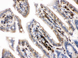 Anti-PKC alpha/PRKCA Antibody Picoband® Boster Bio