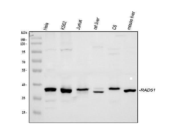 Anti-Rad51 Antibody Picoband® Boster Bio