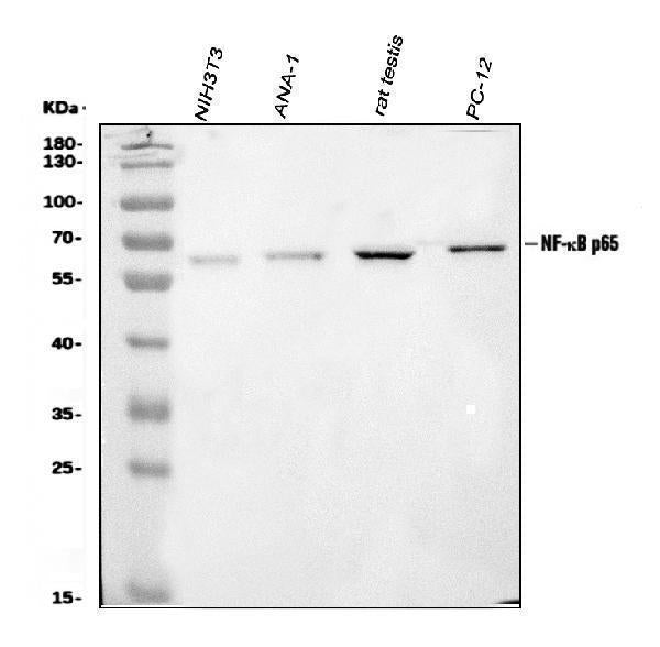 Anti-NF-kB p65/RELA Antibody Picoband® Boster Bio