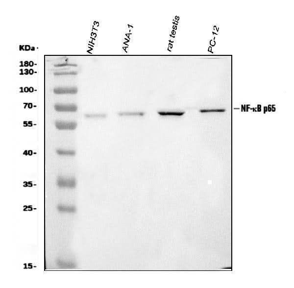 Anti-NF-kB p65/RELA Antibody Picoband® Boster Bio