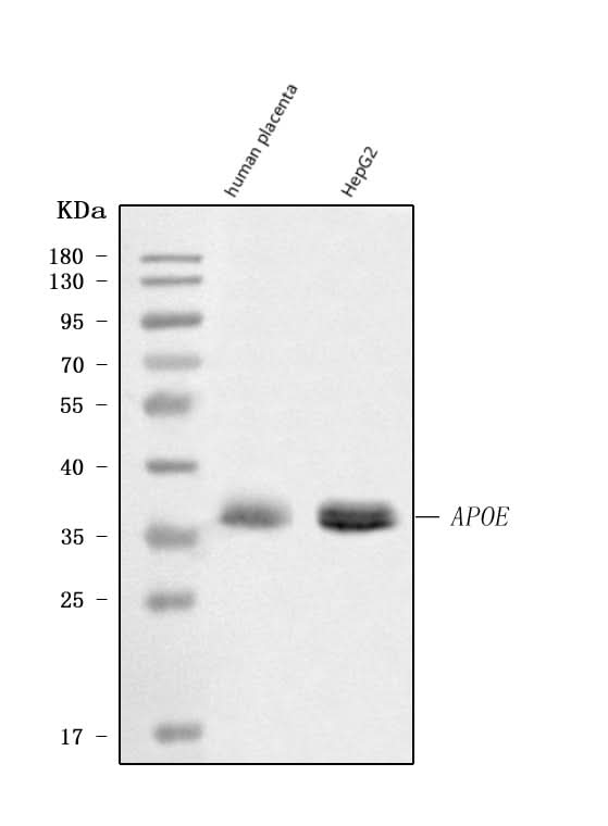 Anti-Apolipoprotein E/APOE Antibody Picoband® Boster Bio