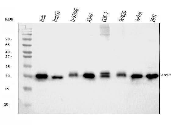 Anti-ATP5H Antibody Picoband® Boster Bio