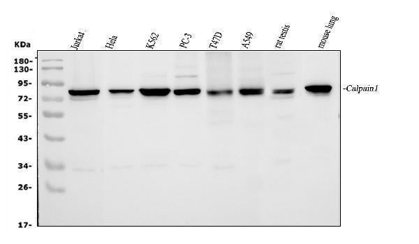 Anti-Calpain 1/CAPN1 Antibody Picoband® Boster Bio