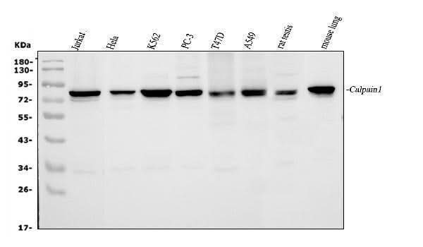 Anti-Calpain 1/CAPN1 Antibody Picoband® Boster Bio