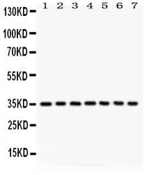 Anti-Caspase-9/CASP9 Antibody Picoband® Boster Bio