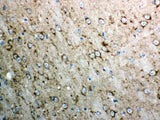 Anti-Cytochrome C/CYCS Antibody Picoband® Boster Bio