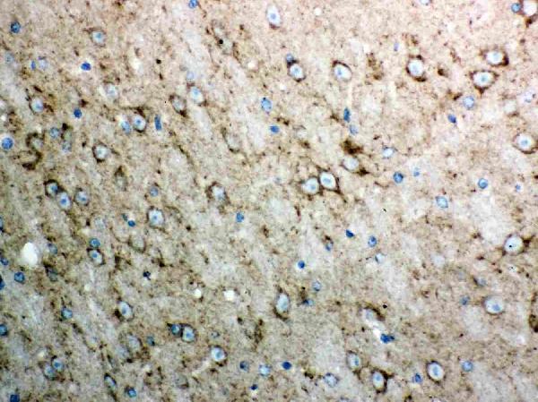Anti-Cytochrome C/CYCS Antibody Picoband® Boster Bio