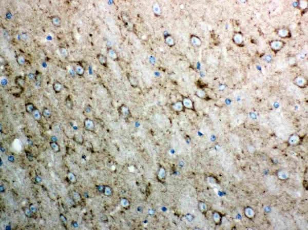 Anti-Cytochrome C/CYCS Antibody Picoband® Boster Bio
