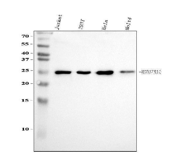 Anti-ERAB/HSD17B10 Antibody Picoband® Boster Bio