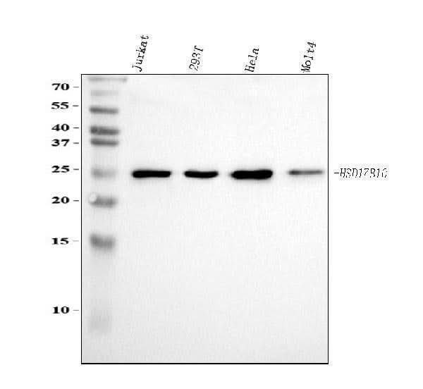 Anti-ERAB/HSD17B10 Antibody Picoband® Boster Bio