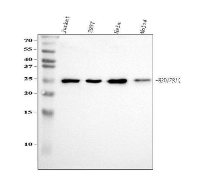 Anti-ERAB/HSD17B10 Antibody Picoband® Boster Bio