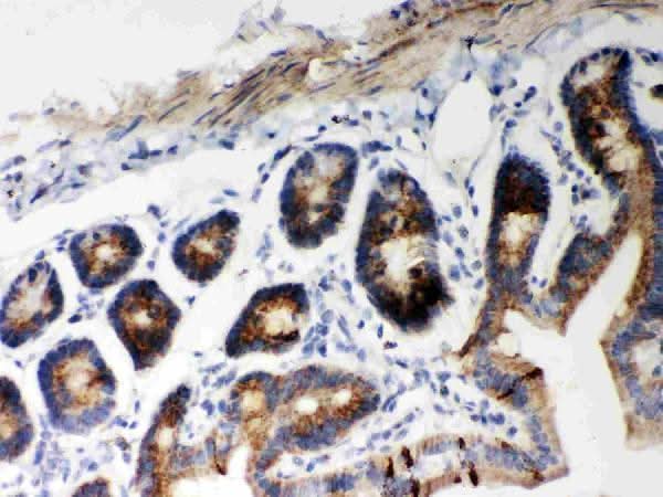 Anti-Hsp60/HSPD1 Antibody Picoband® Boster Bio