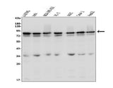 Anti-LYRIC/MTDH Antibody Picoband® Boster Bio