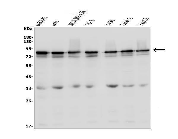 Anti-LYRIC/MTDH Antibody Picoband® Boster Bio