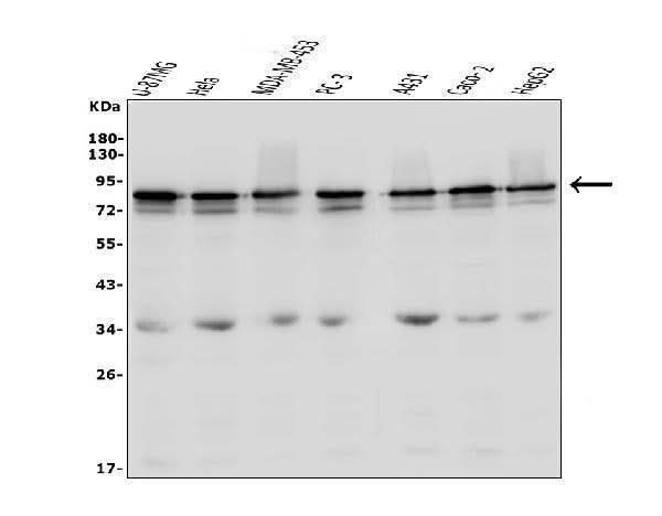 Anti-LYRIC/MTDH Antibody Picoband® Boster Bio