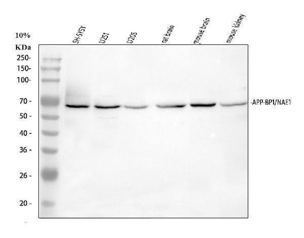 Anti-APPBP1/NAE1 Antibody Picoband® Boster Bio
