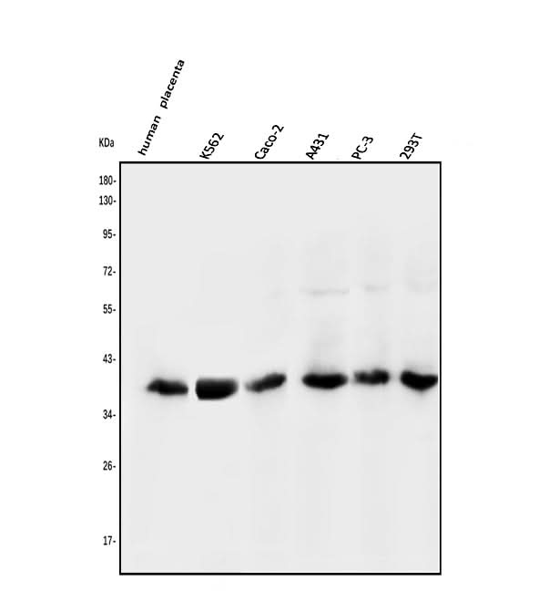 Anti-N myc interactor/NMI Antibody Picoband® Boster Bio