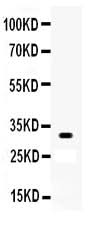 Anti-Otx2 Antibody Picoband® Boster Bio