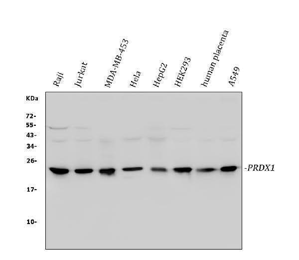 Anti-Peroxiredoxin 1/PRDX1 Antibody Picoband® Boster Bio