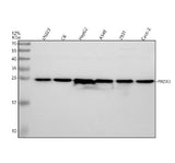 Anti-Peroxiredoxin 3/PRDX3 Antibody Picoband® Boster Bio