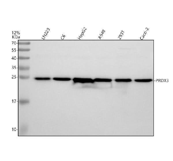 Anti-Peroxiredoxin 3/PRDX3 Antibody Picoband® Boster Bio