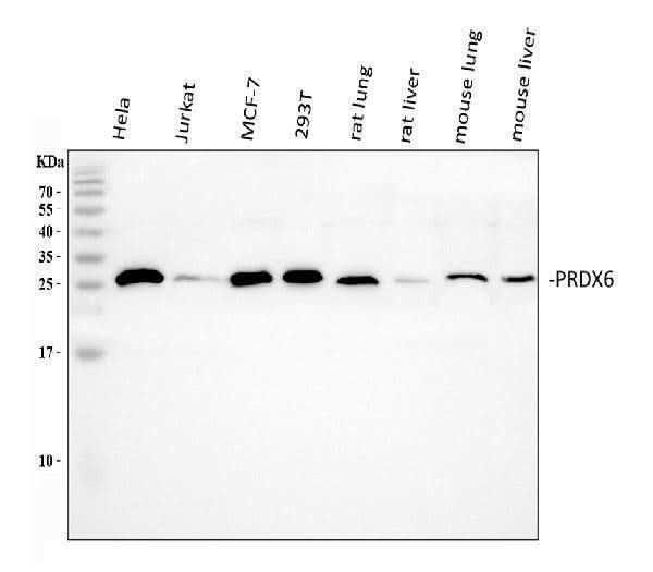 Anti-Peroxiredoxin 6/PRDX6 Antibody Picoband® Boster Bio