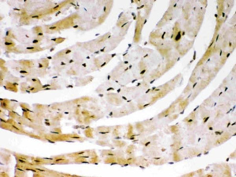 Anti-SIRT6 Antibody Picoband® Boster Bio