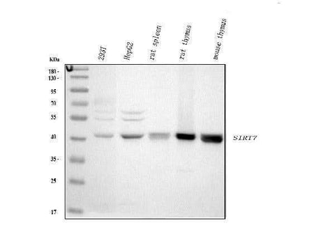 Anti-SIRT7 Antibody Picoband® Boster Bio