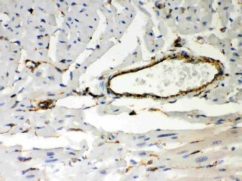 Anti-Vimentin Antibody Picoband® Boster Bio