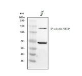 Anti-CD62P/SELP Antibody Picoband® Boster Bio
