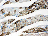 Anti-AIF/AIFM1 Antibody Picoband® Boster Bio
