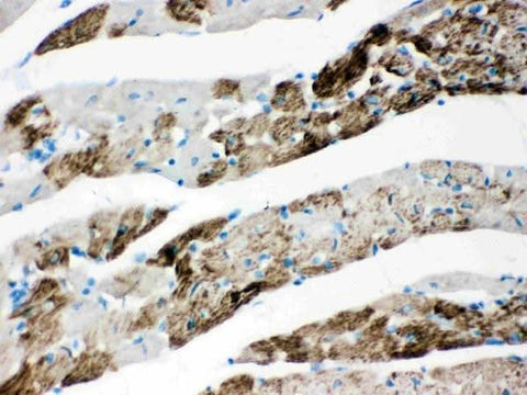 Anti-AIF/AIFM1 Antibody Picoband® Boster Bio