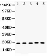 Anti-Caspase-2/CASP2 Antibody Picoband® Boster Bio