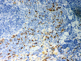 Anti-CD36 Antibody Picoband® Boster Bio