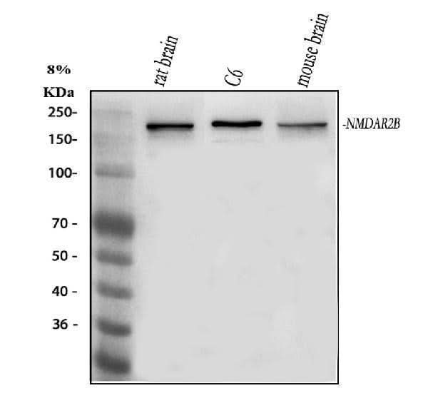 Anti-NMDAR2B/GRIN2B Antibody Picoband® Boster Bio