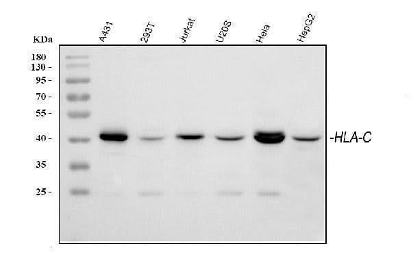 Anti-HLA-C Antibody Picoband® Boster Bio