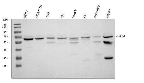Anti-PKM2 Antibody Picoband® Boster Bio