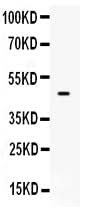 Anti-PTEN Antibody Picoband® Boster Bio