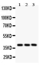 Anti-Prostaglandin E Receptor EP2/PTGER2 Antibody Picoband® Boster Bio