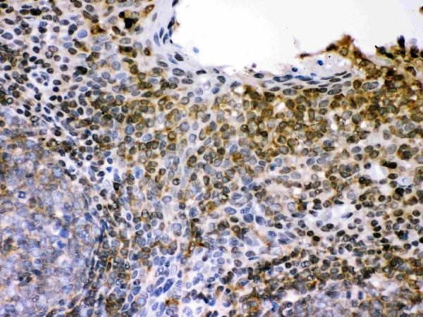 Anti-CD62L/SELL Antibody Picoband® Boster Bio