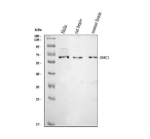 Anti-SHC/SHC1 Antibody Picoband® Boster Bio