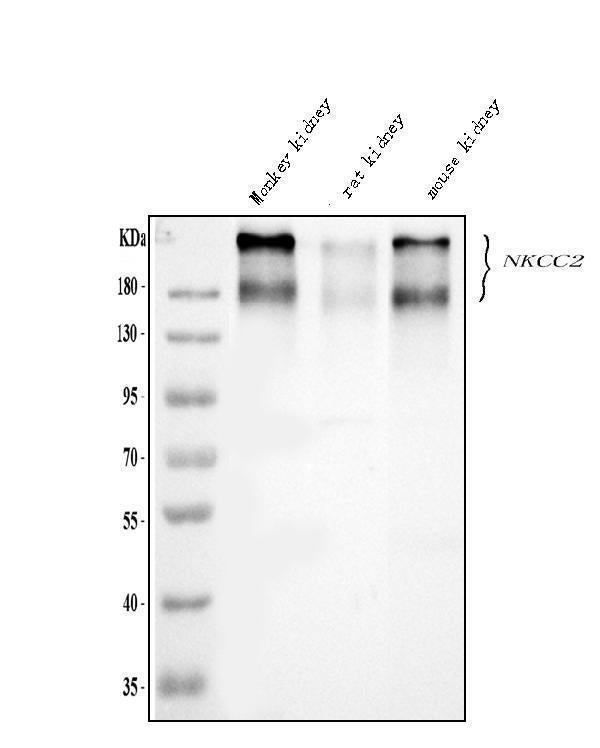 Anti-SLC12A1 Antibody Picoband® Boster Bio