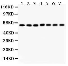 Anti-SMAD1 Antibody Picoband® Boster Bio