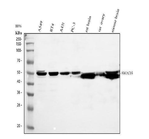 Anti-Smad3 Antibody Picoband® Boster Bio