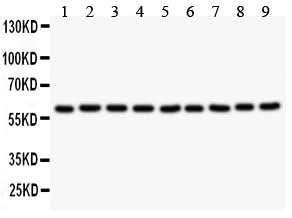 Anti-Smad4 Antibody Picoband® Boster Bio