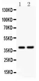 Anti-SOX1 Antibody Picoband® Boster Bio