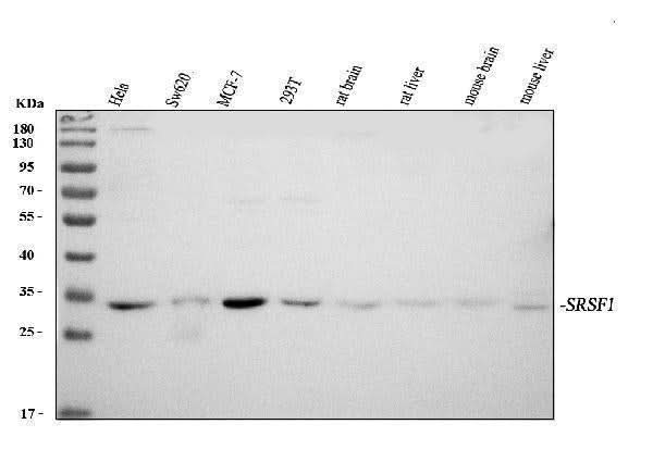 Anti-SF2/SRSF1 Antibody Picoband® Boster Bio